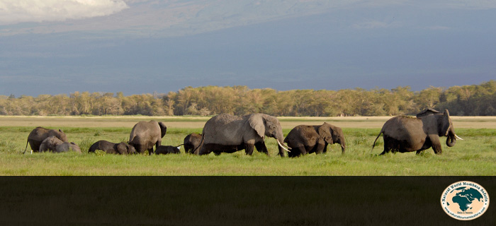Natural World Mombasa Safaris