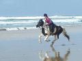 Wild Coast Horseback Adventures