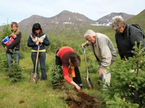 Volunteer in Iceland