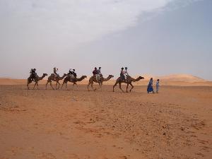 Arabic Language, Culture, and Society