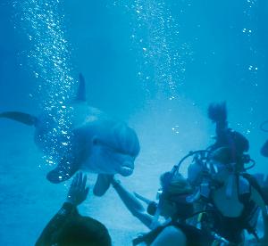 Group+with+Dolphin+%28Med%29
