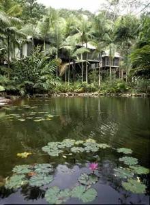 WdaintreeQLD