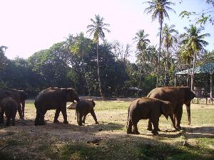 India1