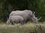 Listing_zimbabwe_big_five_conservation__1_