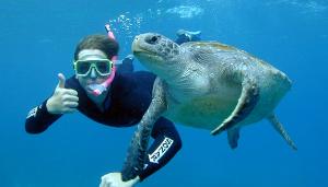 Main+snorkeler+%26+turtle