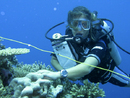 Thumb_fiji_dive_culture_conservation__1_