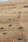 Juara Turtle Project program photo