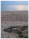 Juara Turtle Project program photo