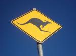 Australia, Down Under, Kangaroo
