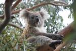 Australia, Down Under, Koala