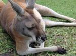 Australia, Down Under, Kangaroo